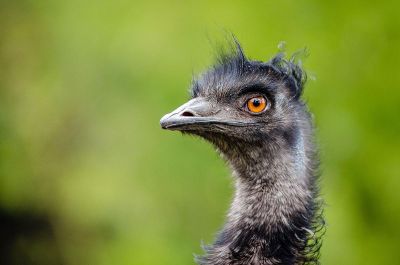 profile of bird