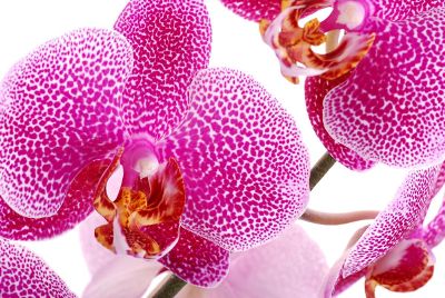 colorful orchids in full bloom