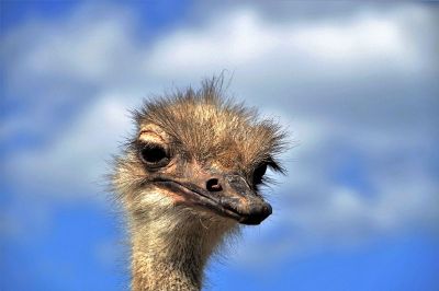 ostrich head looking down