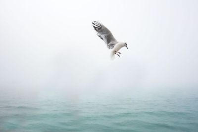 seagull over water