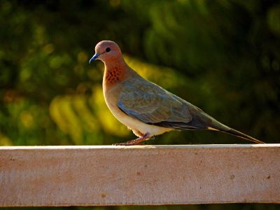 colorful pigeon