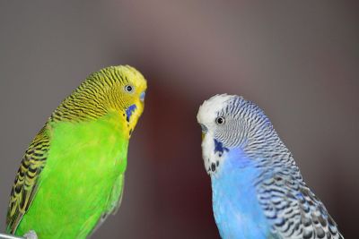 colorful birds