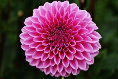 lovely pinkish folded type flower