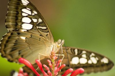 butterfly resting on red flower