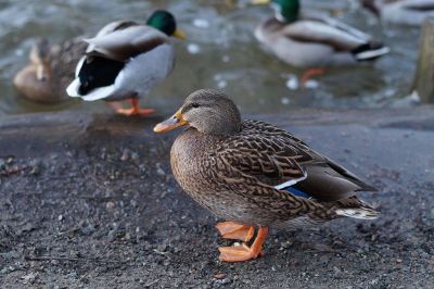 group of ducks