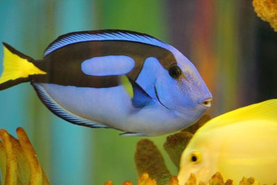 blue yellow and black fish