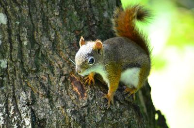 squirrel on a tree