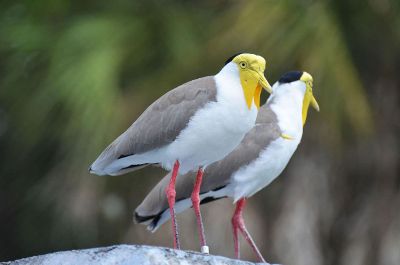 perched birds