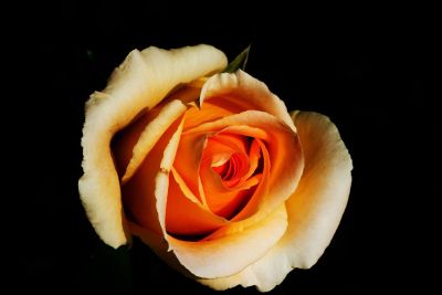 flower in the night