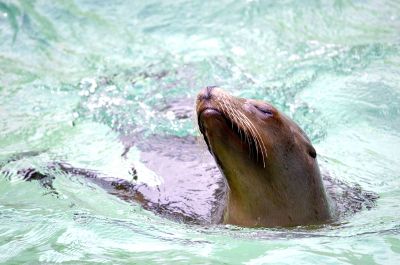 sea lion swimming