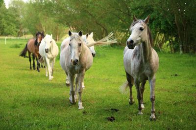 horse herd