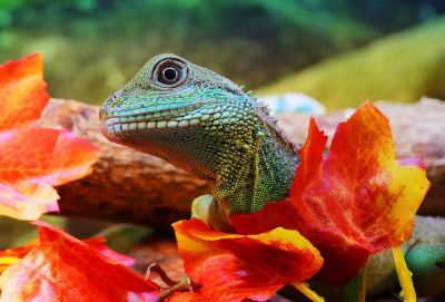 lizard sits in leaves