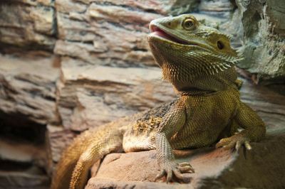 a bearded dragon on a rock