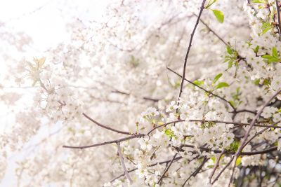 tree of white flowers