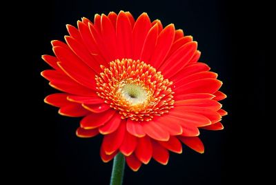 a red color sunflower