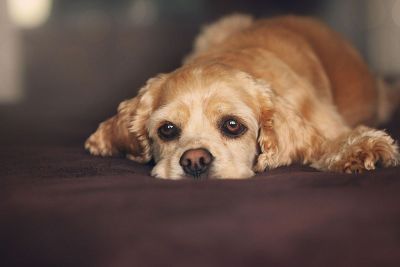 cocker spaniel puppy