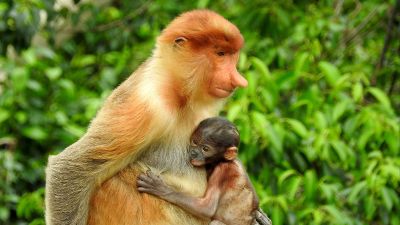 proboscis monkey and baby