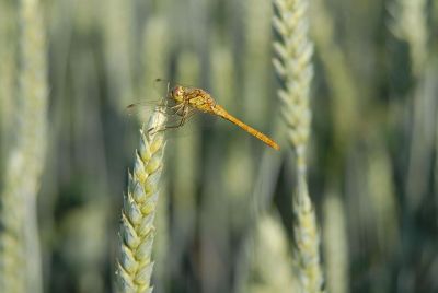 dragonfly on wheat