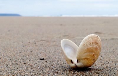 lonely shell