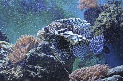 a fish swimming near some coral
