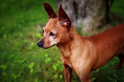 focused small dog by a tree