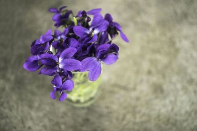 purple flowes in the pot