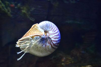 round shrimp in ocean