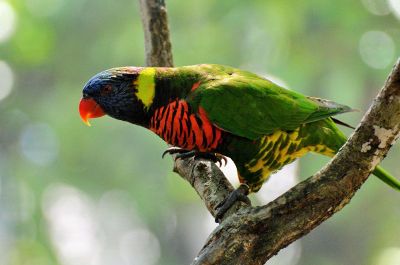 parrot in a tree