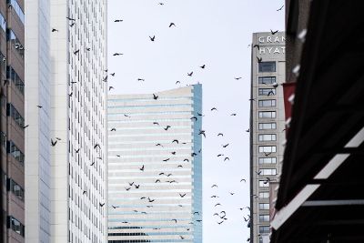 birds in a cityscape