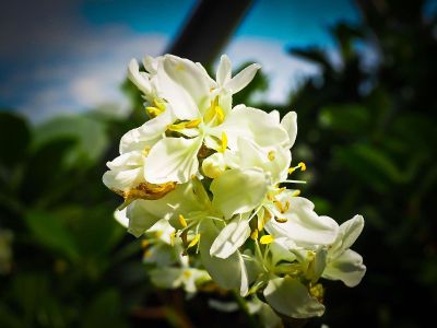 white flowers in teh center