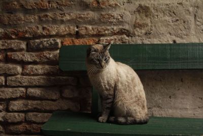 cat sitting on green bench