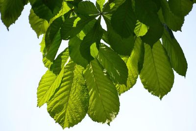 leaves dangling