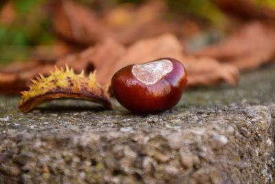 weird fruit