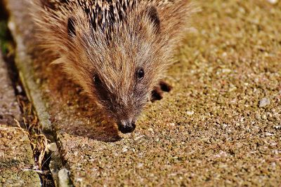 cute hedgehog