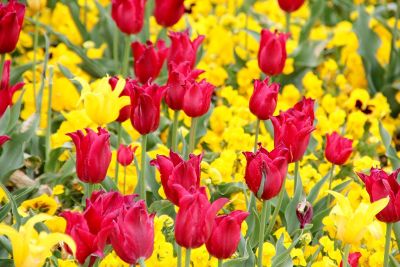 multicolor tulips