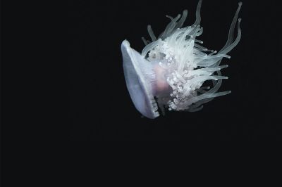 lonely jellyfish in dark