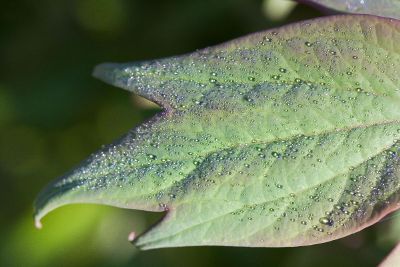 rain drops of leaves