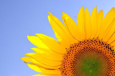 sunflower against the sky