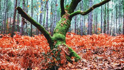 a mossy log amongst orange leaves