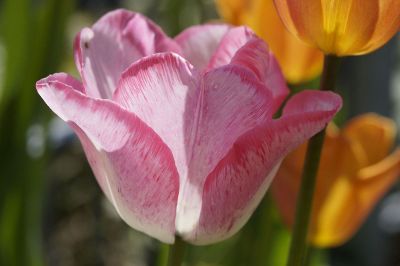 blooming tulip