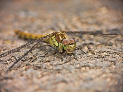 lazy dragonfly