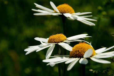 white weeds