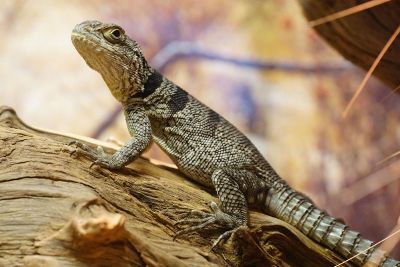 lizzard on a log