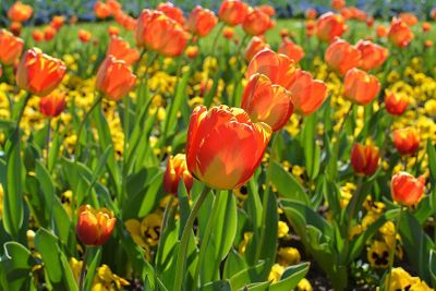 tulips in bloom