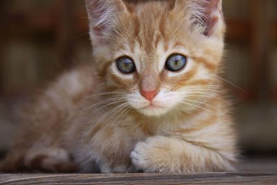 calico kitten