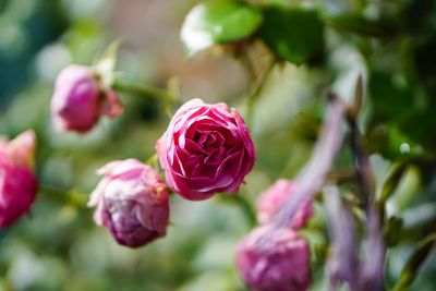 rose blooming