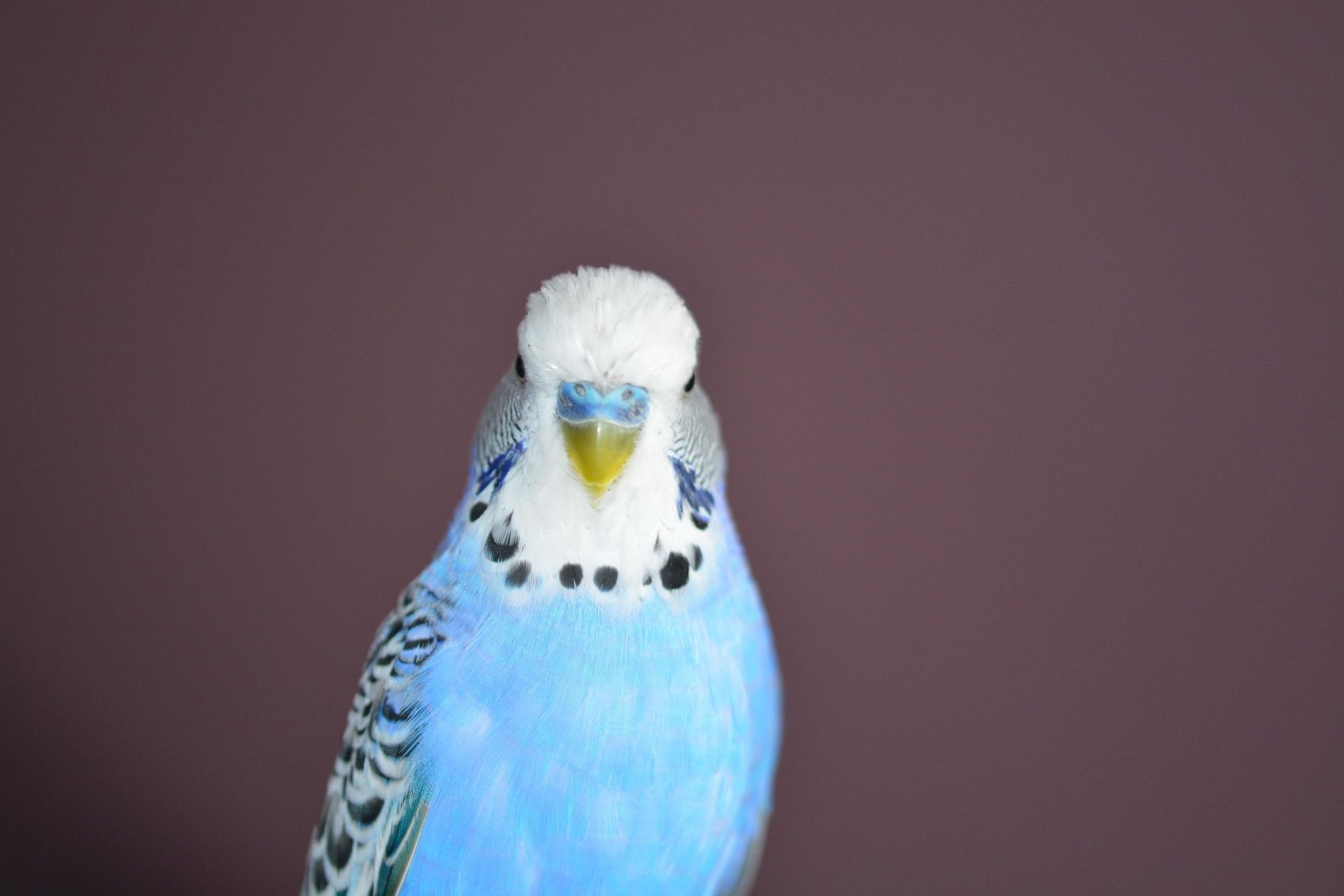 blue parrots wallpaper