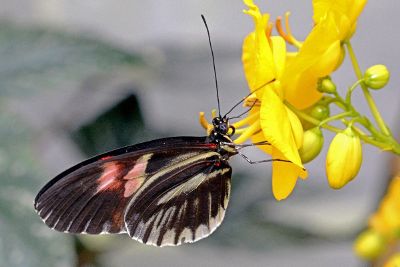 butterly on a flower