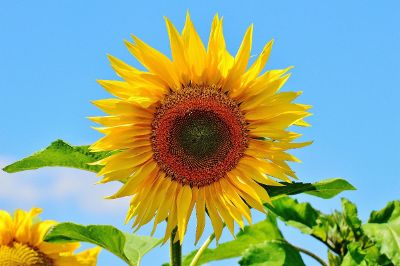 sunflower field with blue sky