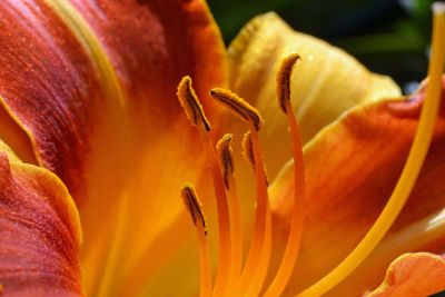 tropical hibiscus flower